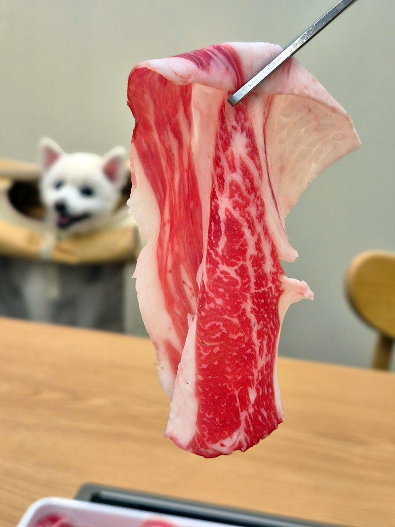 대구 들안길 애견동반식당 샤브드수성｜개별 룸에서 한우 차돌 샤브샤브 가족외식하기 좋은....