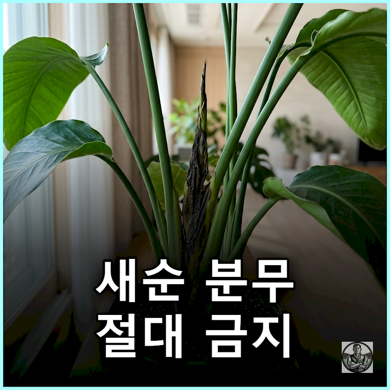 "건조하다고 잎에 뿜었다간" 여인초 새순 까맣게 썩는 이유