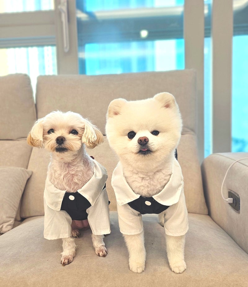 다이소 애견옷 추천 귀엽고 가성비 좋은 강아지 옷