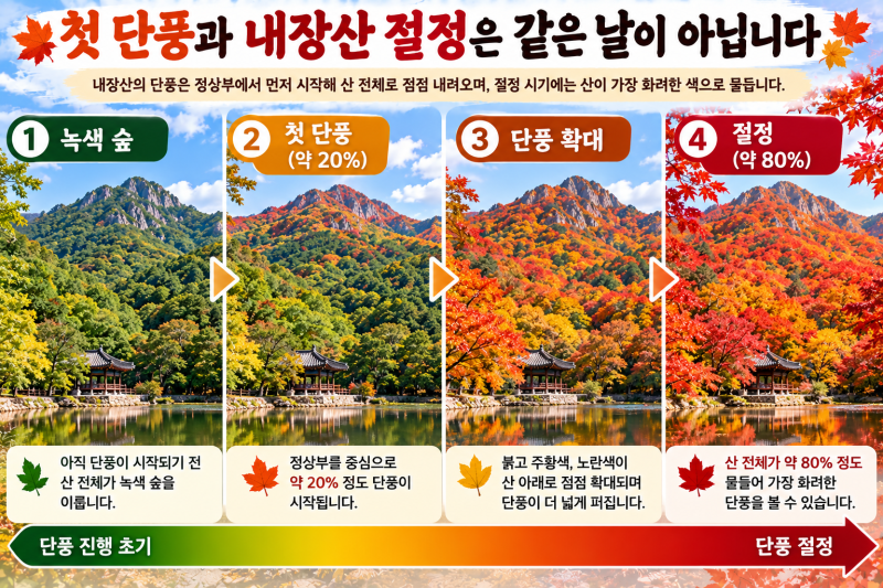 2026 내장산 단풍 언제가 절정일까? 가장 붉게 물드는 시기 미리 확인하기