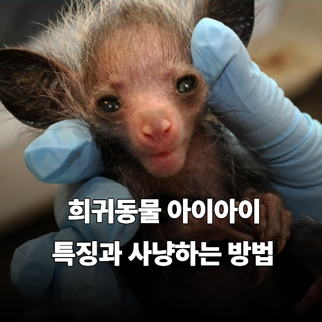 희귀동물 아이아이, 생김새 특징 사냥법까지 기묘한 "마다가스카르 원숭이"