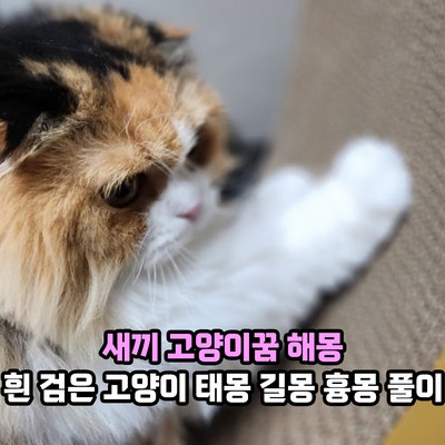 새끼 고양이꿈 해몽 흰 아기고양이 꿈 의미는? 하얀 고양이 검은 고양이 태몽 길몽 흉몽 풀이