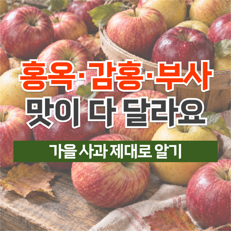 가을 사과 종류와 제철, 품종별 맛 차이와 맛있는 사과 고르는 법
