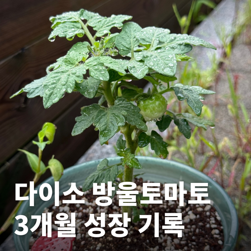 다이소 방울토마토 키우기 | 3개월간의 성장 기록