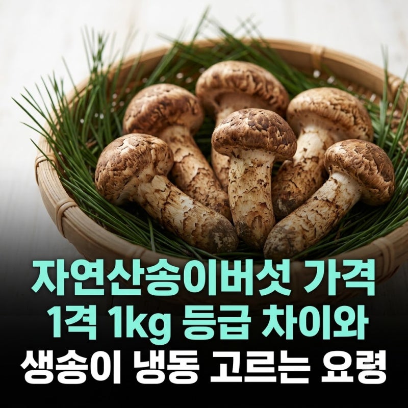 자연산송이버섯 가격 1kg 등급 차이와 생송이 냉동 고르는 방법