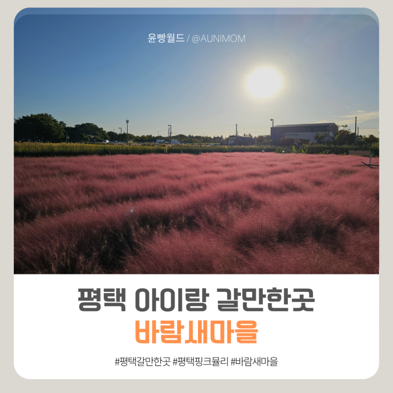 평택 아이랑 가볼만한곳 핑크뮬리 명소 바람새마을