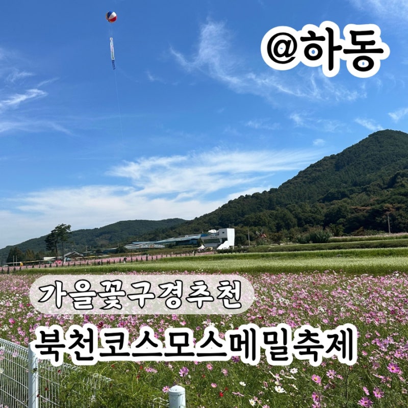 하동 북천코스모스메밀꽃축제 가을꽃구경으로 추천!