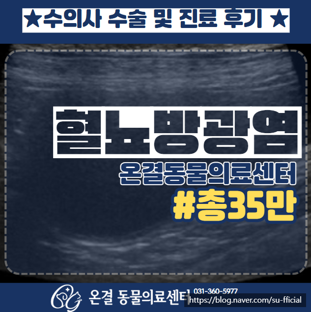 강아지 피오줌 혈뇨, 방광염일까요? 혈뇨 치료 후기!