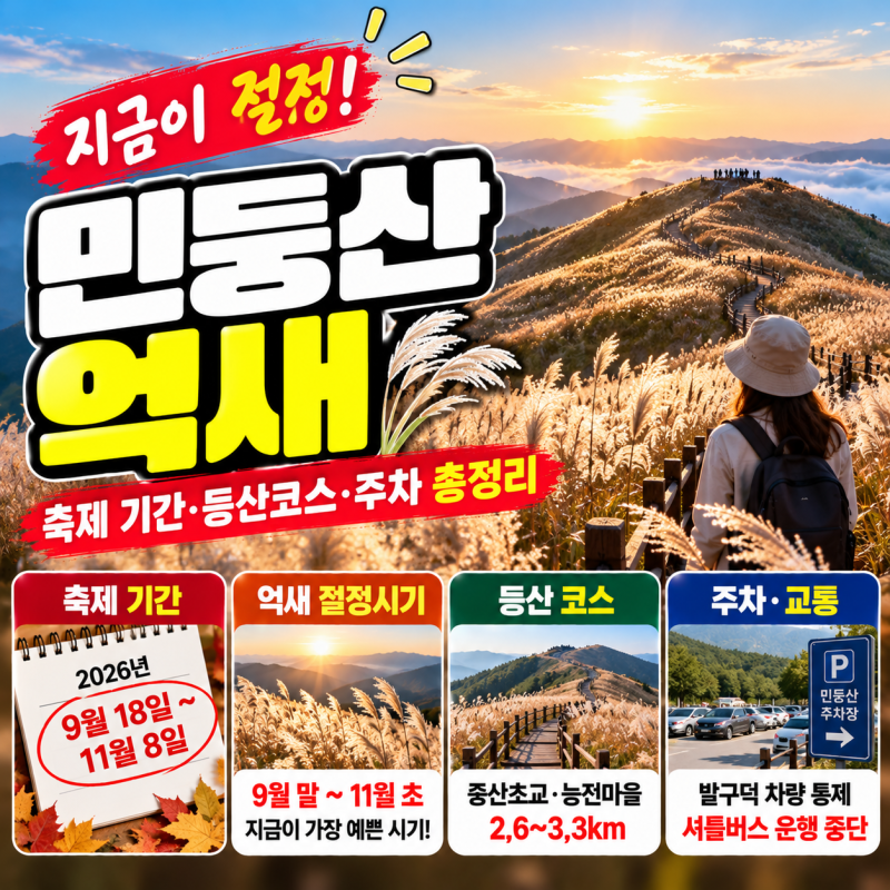 민둥산 억새 지금 가도 될까? 축제기간·절정시기·등산코스·주차 총정리