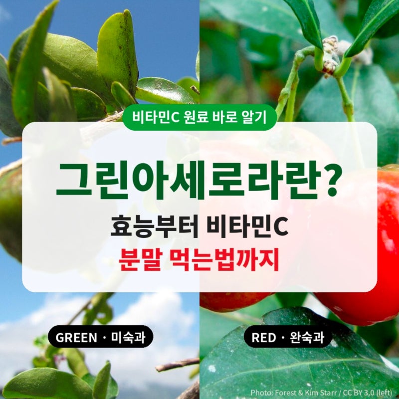그린아세로라 효능 부터 비타민C분말 먹는법까지