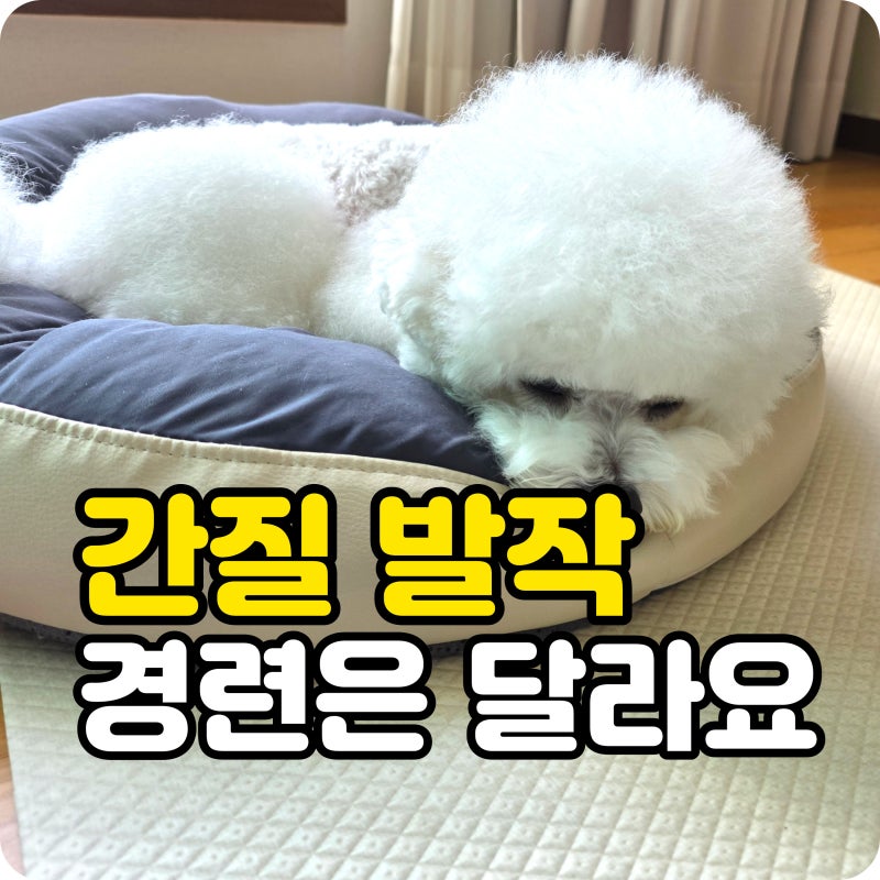 강아지 간질 발작 경련 단순한 떨림과 달라요 꼭 확인해야 할 증상들