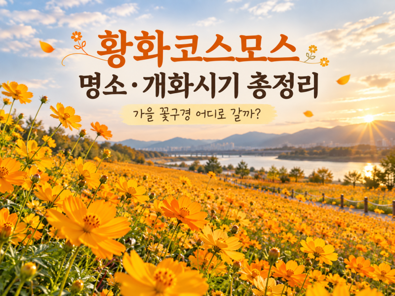 황화코스모스 보러 어디 갈까? 개화시기부터 전국 명소까지 총정리