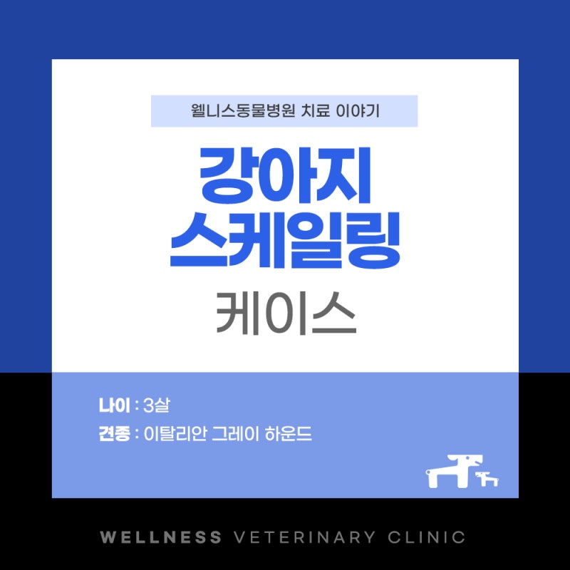 안성강아지스케일링, 3살 강아지 마취 부담은 없을까요?