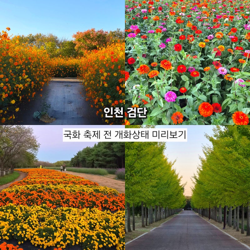 Incheon Dream Park Wildflower Complex: Autumn Chrysanthemum Festival Schedule