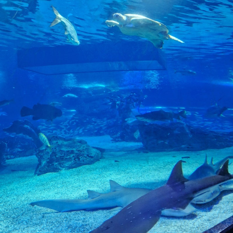 釜山SEA LIFE水族館：親子景點、表演時間、門票資訊