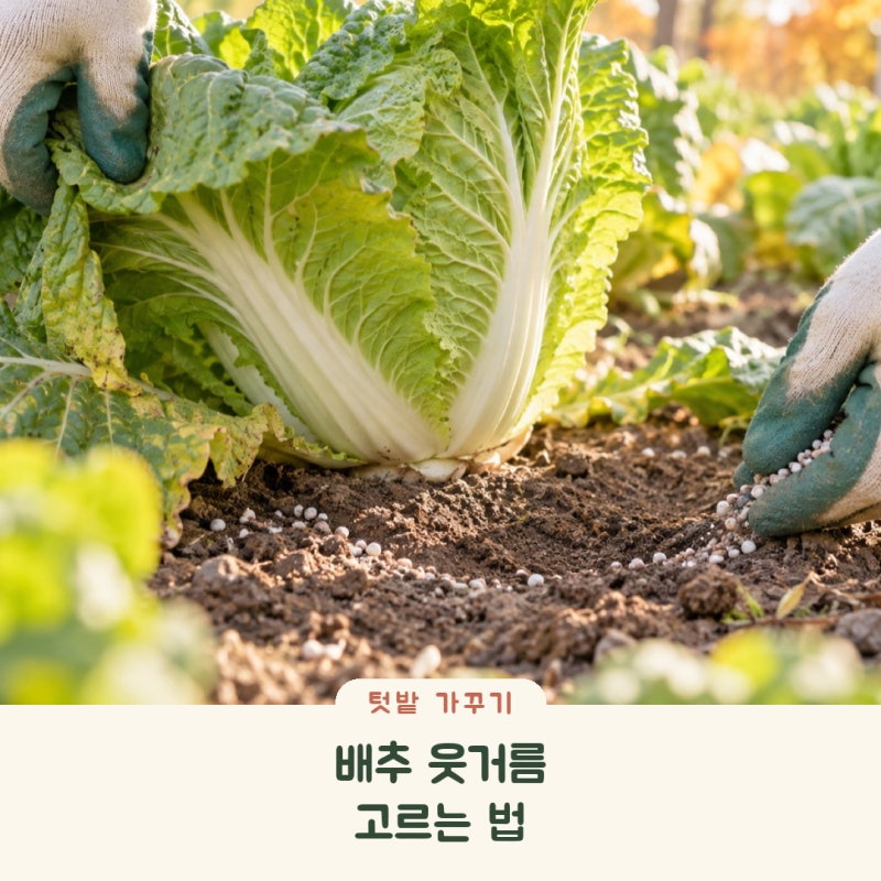 배추비료 무슨 비료를 줄까? 웃거름 고르는 법과 주는 시기