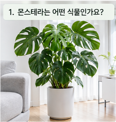몬스테라 키우는법｜잎이 갈라지지 않는 이유부터 물주기, 잎말림까지 (플레이스콤마)