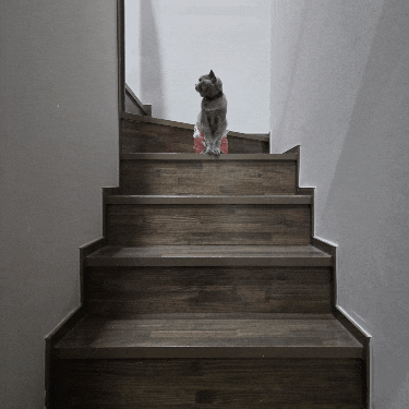 강아지 고양이 김장조끼 1+1, 5kg 고양이 입혀본 후기 무조건 사야돼