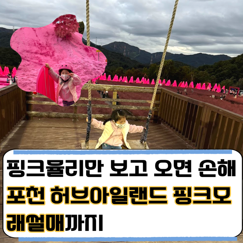 포천 핑크뮬리 10월, 허브아일랜드 핑크모래썰매 모르고 가면 아쉬운 이유 (아이와 가볼만한....