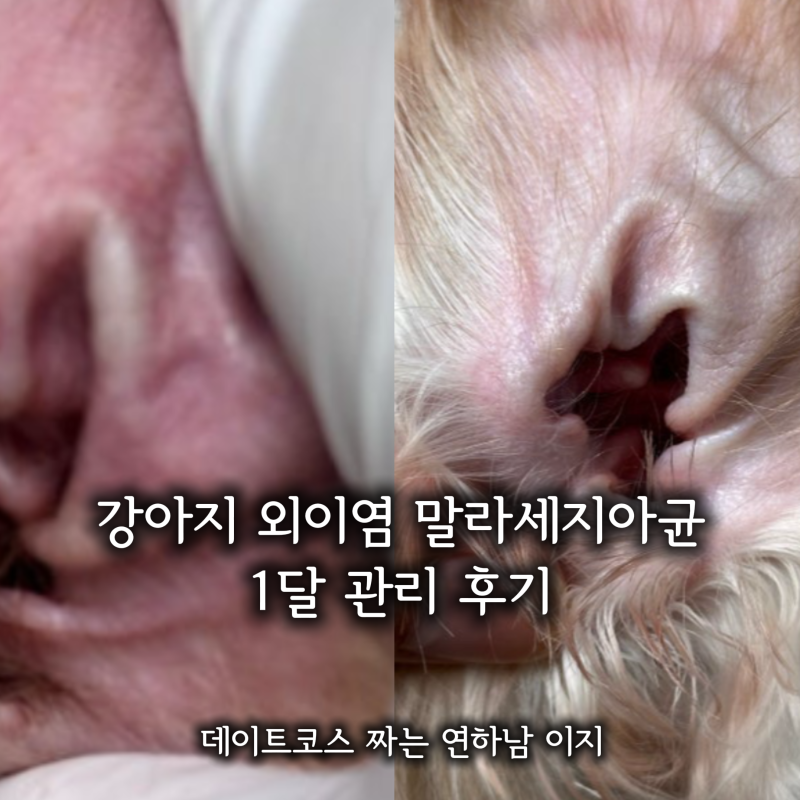 말티푸 강아지 외이염 관리 1달 후기 말라세지아 균 관리법