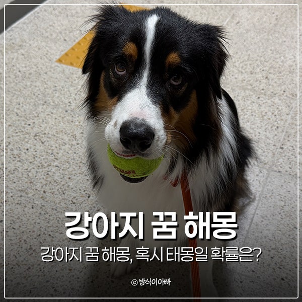 강아지 꿈 해몽, 혹시 태몽일 확률은?