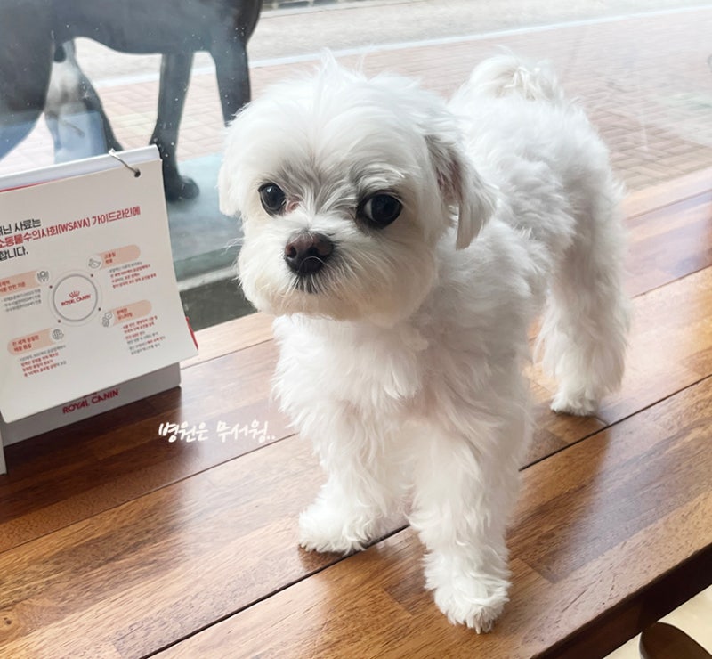 암컷 강아지 중성화 안 하면? 자궁축농증 발병 확률, 주요 증상