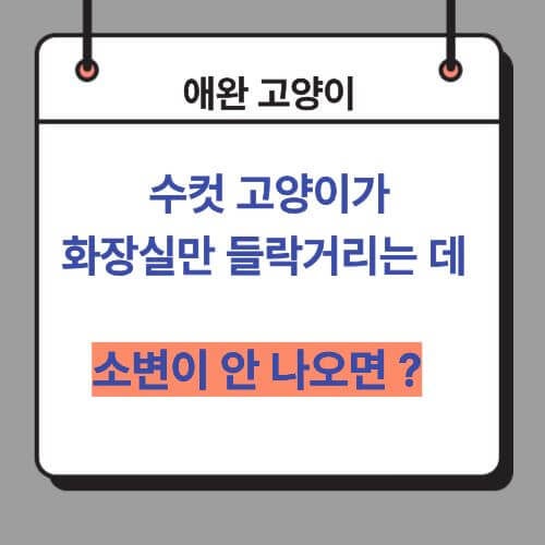 수컷 고양이가 화장실만 들락거리는데 소변이 안 나오면? 몇 시간까지 기다려도 될까