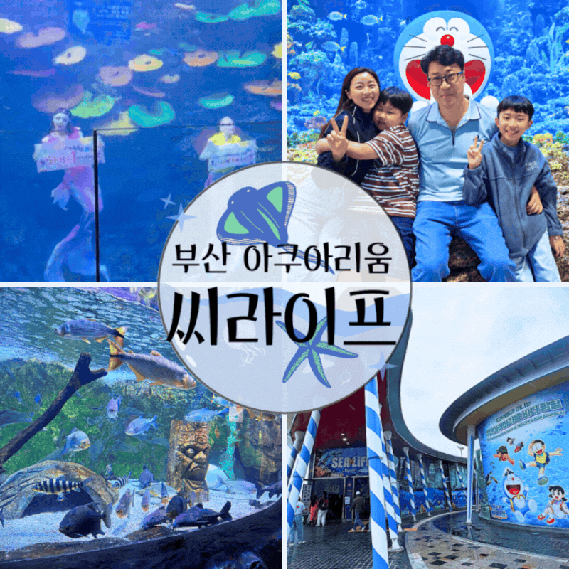 부산 씨라이프 아쿠아리움 후기 비오는 날 아이와, 주차부터 인어공주 쇼까지