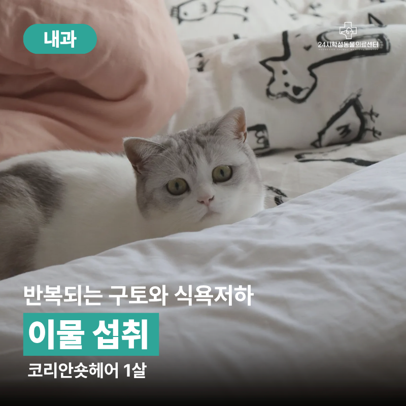 울산 중구 동물병원 고양이 위내 이물 내시경 제거 케이스