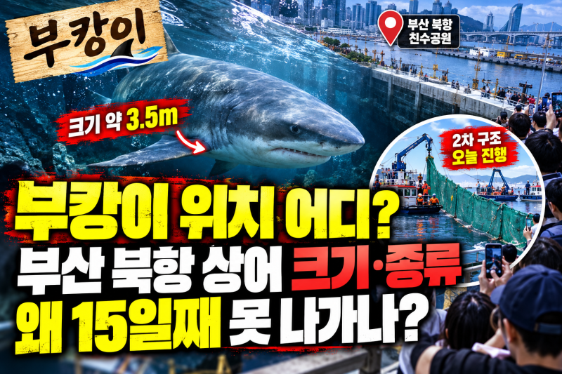 부캉이 위치 어디? 부산 북항 상어 크기·종류, 왜 15일째 못 나가나