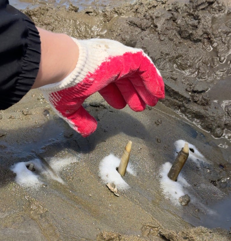 Taean Pension Suseonhwa: A Hidden Gem for Razor Clam Digging