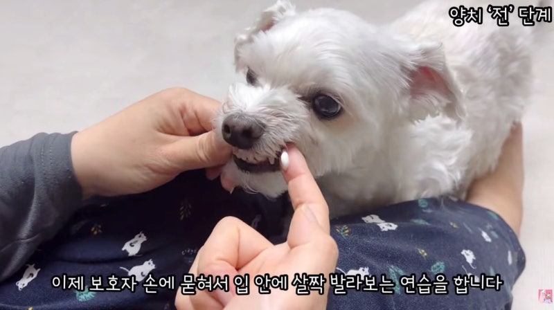 강아지 양치 치석 스프레이론 부족해요 양치질 쉽게하는 법