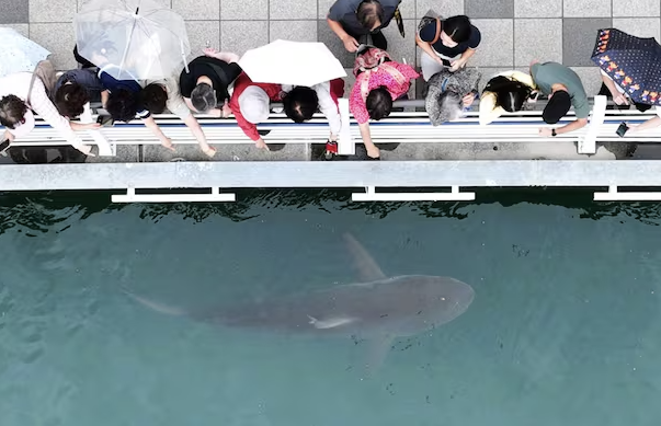 부캉이 오늘 2차 구조 시작…50m 그물망으로 바다 귀환 재도전