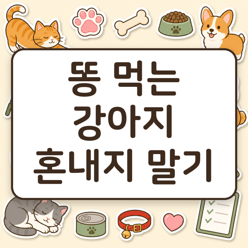 강아지 똥 먹는 이유, 혼내기보다 먼저 바꿀 것이 있습니다