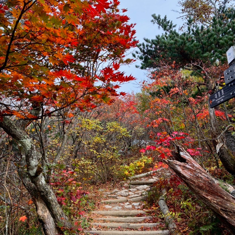 [강원] 설악산 오색코스 대청봉 최단거리 원점회귀 등산코스(단풍 현황, 주차, 소요시간)