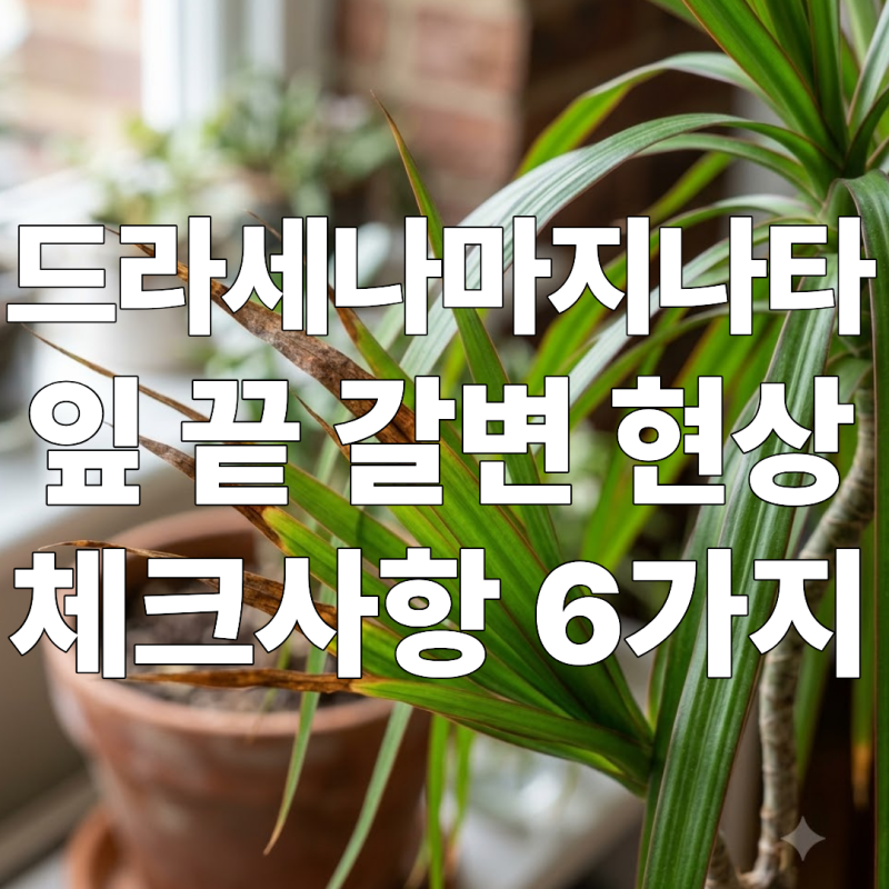드라세나마지나타ㅣ잎 갈변ㅣ갈변 원인ㅣ해결법ㅣ체크사항 6가지
