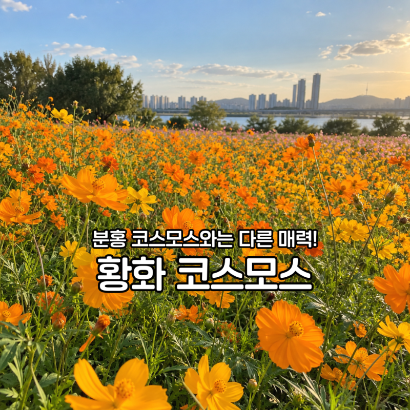 "코스모스와 다른 매력" 황화 코스모스 개화시기와 꽃말