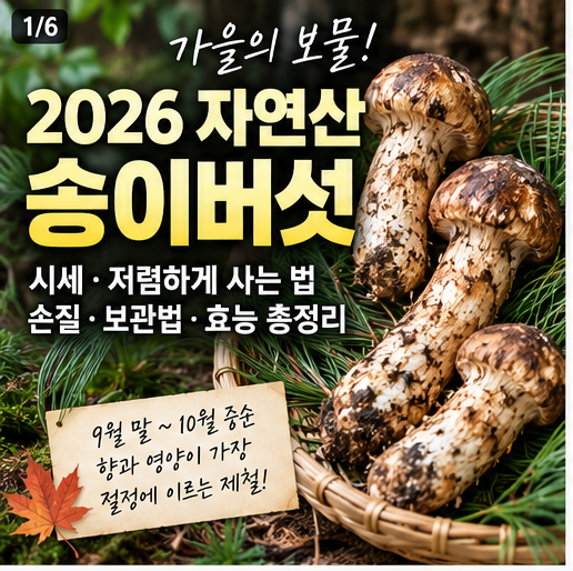 2026 자연산 송이버섯 1kg 시세 및 저렴하게 사기! 손질·보관법·효능 총정리