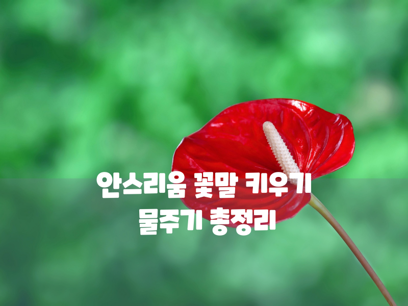 안스리움 꽃말 키우기 물주기 총정리 사계절 내내 피우는 반려식물 케어법