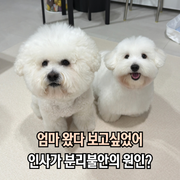외출 후 무심코 건넨 "보고싶었어" 강아지 분리불안 원인이 된다?