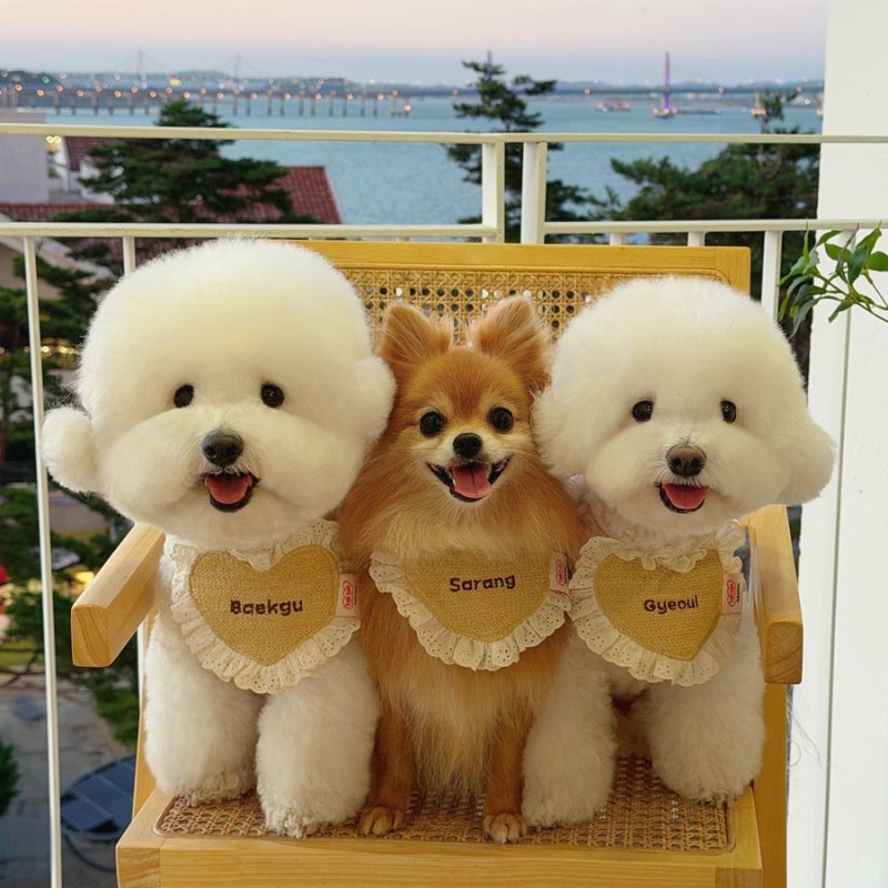 구읍뱃터 애견동반숙소 오션솔레뷰 에어비앤비 인천 영종도 10만 원 미만 가성비 오션뷰 숙....
