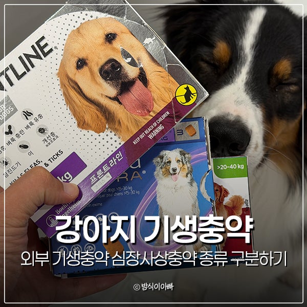 강아지 외부 기생충약 심장사상충약 종류 구분하기