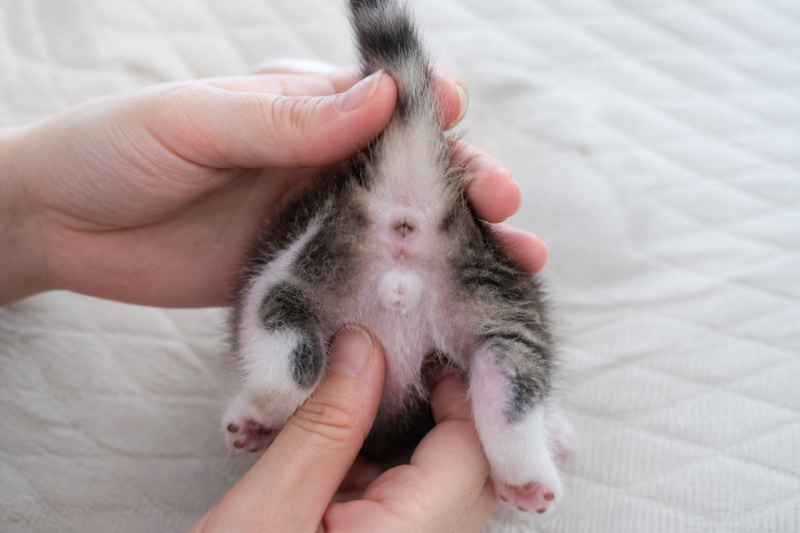 고양이 암수구별, 아기 고양이의 항문 아래를 안전하게 보는 법