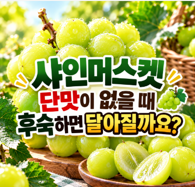 샤인머스켓 단맛이 없을 때 후숙하면 달아질까요?｜싱거운 샤인머스켓 맛있게 먹는 방법