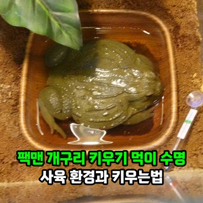팩맨 개구리 키우기 먹이와 수명, 사육 환경과 키우는법