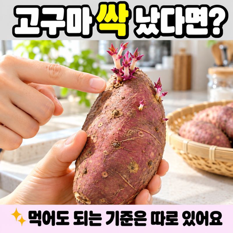 고구마 싹 먹어도 될까? 싹 제거 기준과 버려야 하는 상태