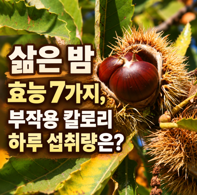 삶은 밤 효능 7가지, 부작용 칼로리 하루 섭취량은?