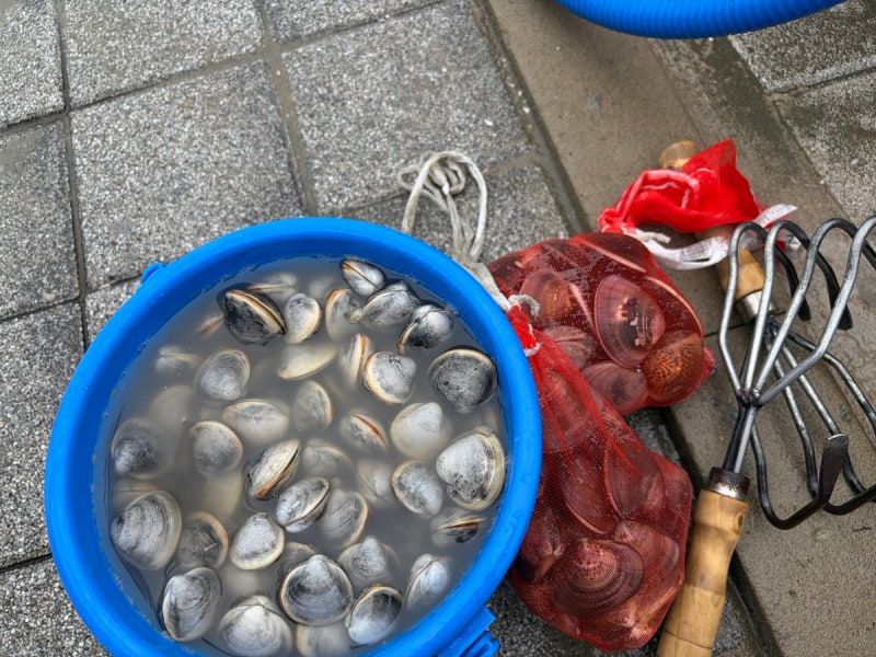 Incheon Mashian Tidal Flat Experience: Review of Catching Lots of Manila Clams and Surf Clams