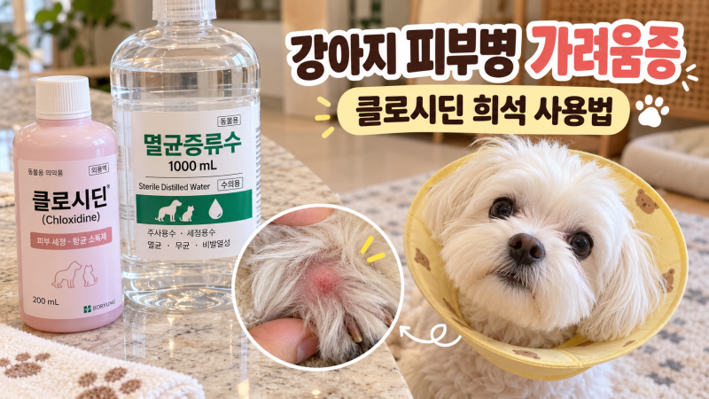 강아지 피부병 가려움증, 클로시딘 희석 사용법과 주의사항