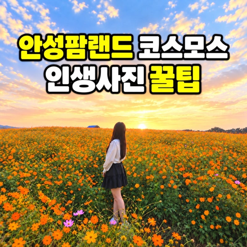 안성팜랜드 코스모스 인생사진 꿀팁, 2026 코스목동 축제 일정
